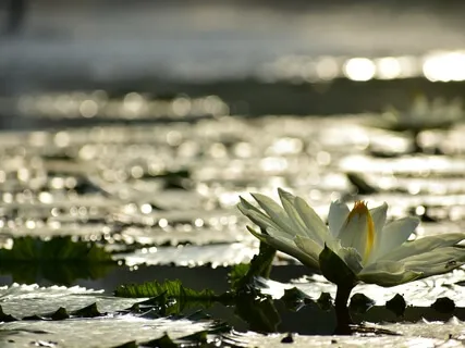 Universal Compassion Meditation