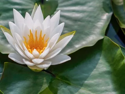 Universal Connection