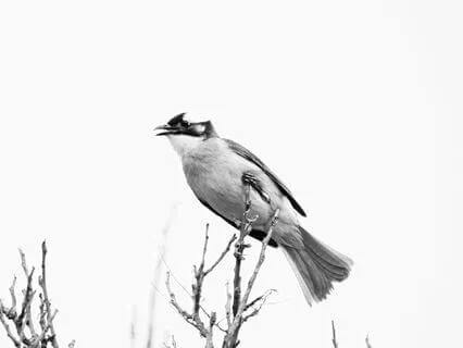 Universal Evening Prayer 1