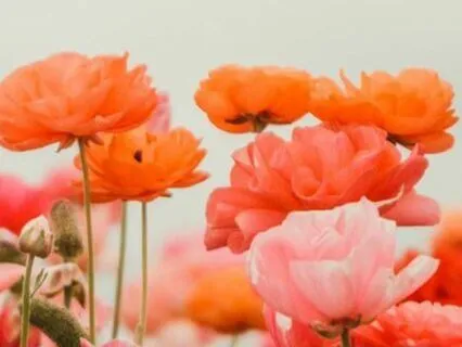 Unlearning Lack - Remembrances For Returning To Wholeness