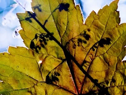 Healing Dragon Energy