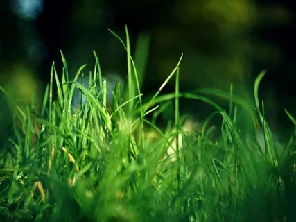 Unlocking Compassion With Equanimity - Audiobook Sample