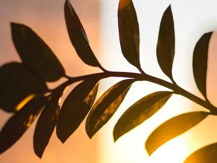 Unmask And Reveal The Authentic Self