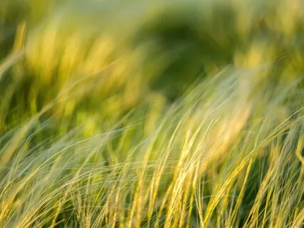 Unshakable Tenderness