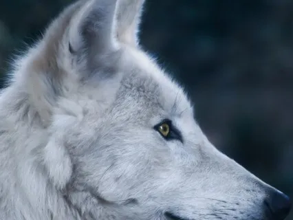 Connecting With The Wolf Within