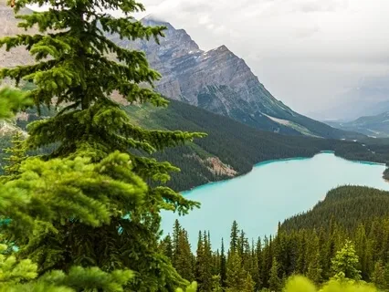 Untangle & Be Free (Focus In Circuit)