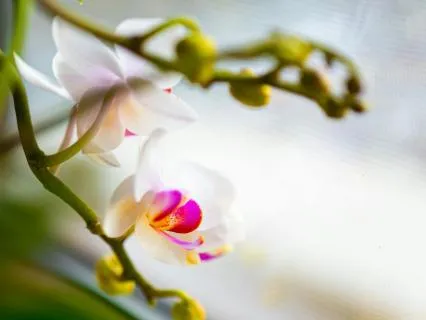 Untangling The Roots: A Grounding Yoga Nidra