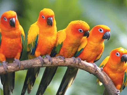 Morning Birds - Nature Sounds For Relaxation, Meditation, Studying & Deep Sleep