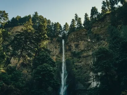 Journey Through A Pacific Northwest Rainforest