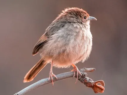 Meditation With Bird Calls