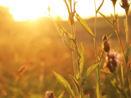 Raise Your Vibe - Morning Meditation