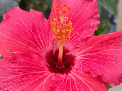 Unveiling The Wise Woman: The Soul Of Menopause