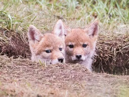 Coyote Spirit Meditation | Wisdom, Playfulness & Insight