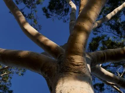 Unwind From Your Day: Relax With Evening Birdsong