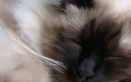 Unwind Your Mind Sleep Meditation