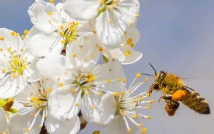 Upasana Meditation With John Weddepohl