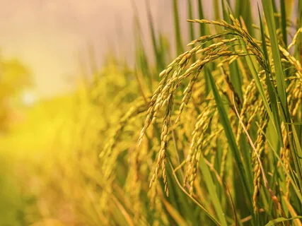 Uplift Your Spirit: Singing Sound Healing