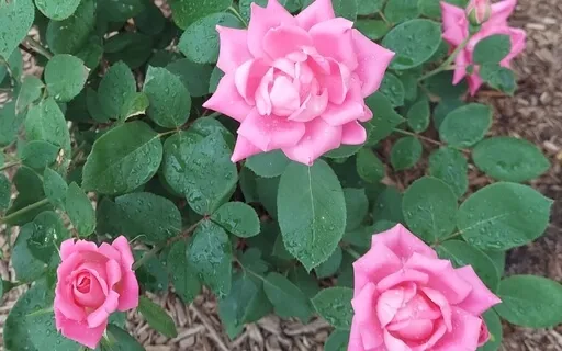 Uplifting Affirmation Meditation 