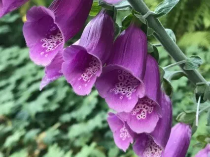 Uplifting Affirmations (Episode 118)