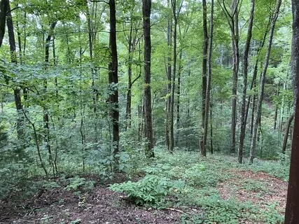 Uplifting Forest Sound Bath