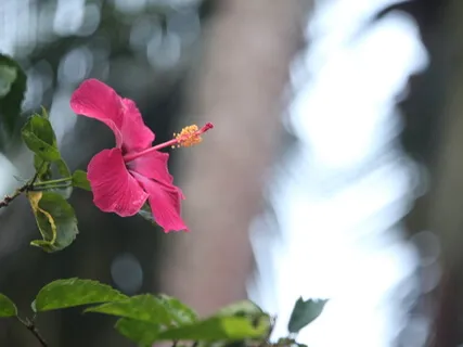 Uplifting Meditation