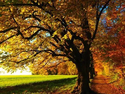 Uplifting Meditation For Inner Well-Being And Healing