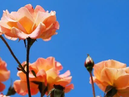 Uplifting Morning Motivation