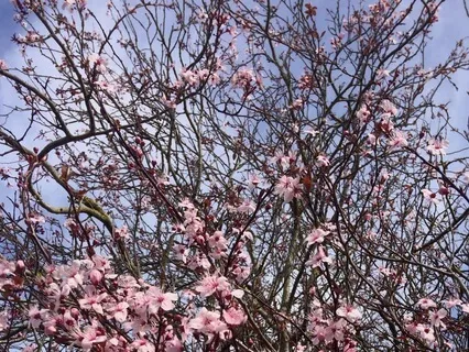 Uplifting Music Relaxing Bells With British Birdsong