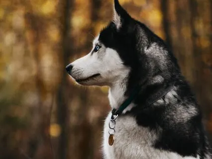 Upper Right Back Molar: Name Archetype