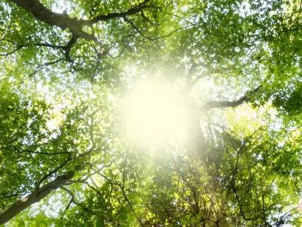 Upper Right First Molar: Sun Tooth Archetype