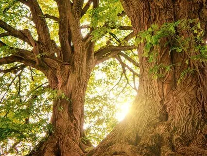 Upper Right Wisdom Tooth: Lore Archetype