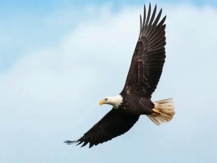 U.S. Election Meditation