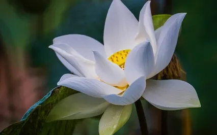 Усиление Позитивных Вибраций: Благодарность и Предназначение