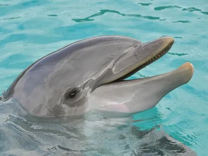 Using Dolphin Energy To Increase Your Love And Joy