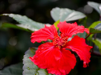 Using Goodwill To Heal Divisiveness