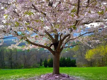 Using Self-Compassion With Strong Emotions