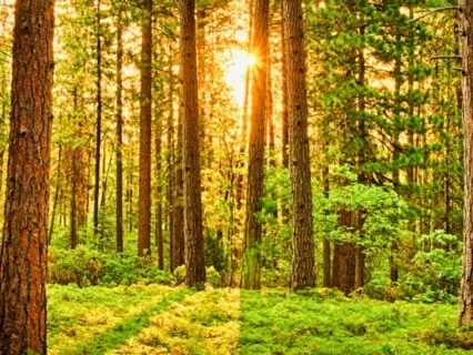 Using Sound As Awareness Meditation