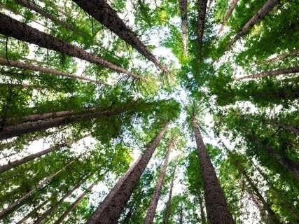 Return To Your Natural Support System With Perceptual Fields