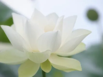 Усвідомлене дихання 