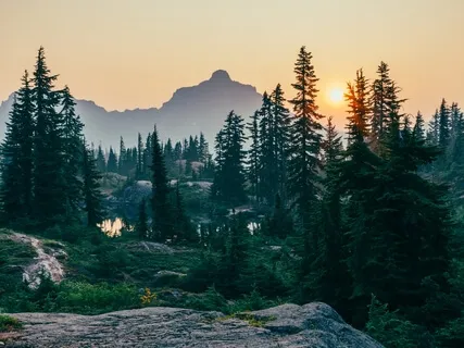 Утренняя Медитация "Лес"