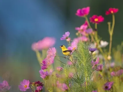 Утренняя Встреча