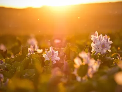 Утренний Момент Осознанности