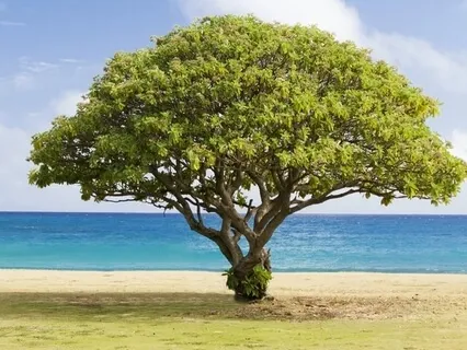 Утро Земля Вселенная