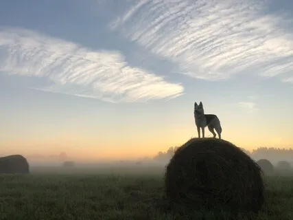 Уверенность и Сила. Медитация Внутренний Волк