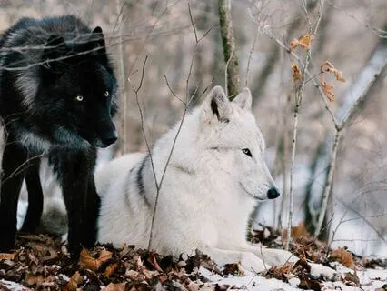 Uvnitř mě žijí dva vlci (Hovor o bolesti a úlevě)