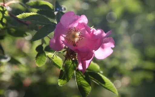 В Ожидании Чуда, Собираются Сотни Звёзд