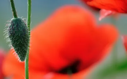 Väck din läkande kraft