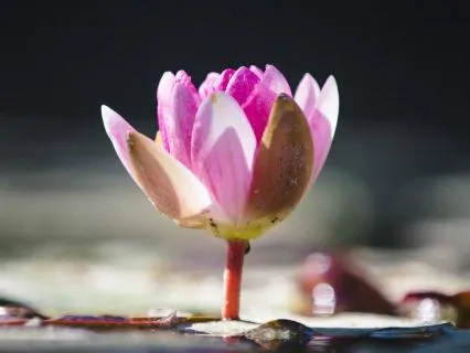 Vagal Toning for Nervous System Regulation