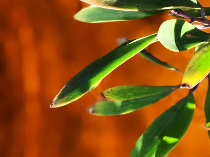 Vagus Nerve Activation & Meditation For Vitality