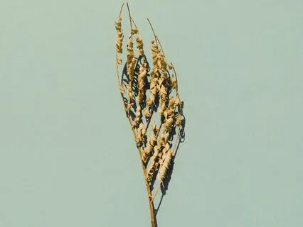 Vagus Nerve Activation For Nervous System Balancing